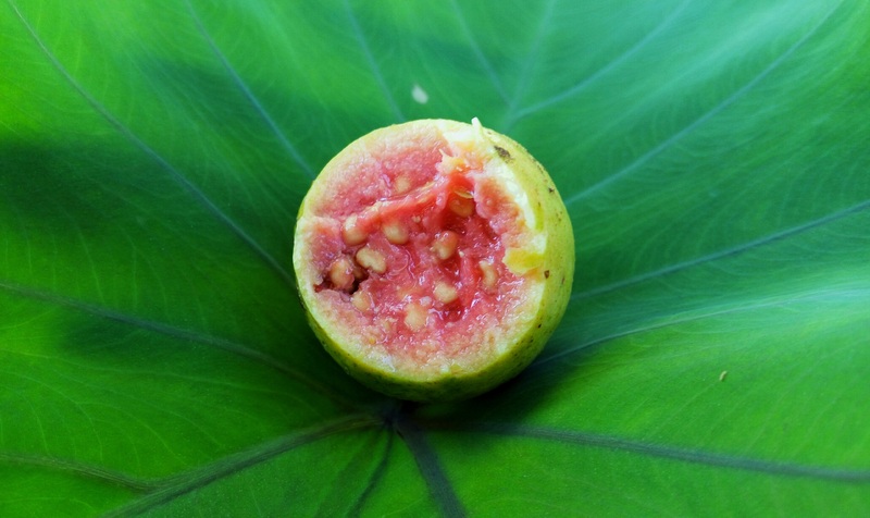 fruit du dragon
